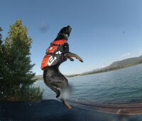 Dog Flotation Device Gelb L
